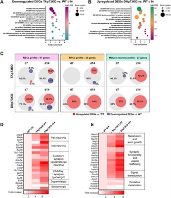 Mouse cortical organoids reveal key functions of p73 isoforms: TAp73 governs the establishment of the archetypical ventricular-like zones while DNp73 is central in the regulation of neural cell fate